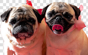 Pug Clipart   Png Download   Pug  Transparent Png