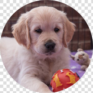 Transparent Golden Retriever Puppy Png   Golden Retriever  Png Download