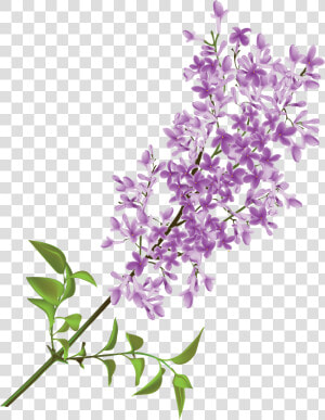 Lilac Png  Transparent Png