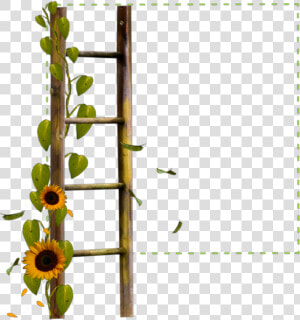  square  green  frame  ladder  sunflower  flowers  borders   Border Transparent Background Sunflower Png  Png Download