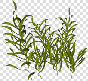 Seaweed Ocean Aquatic Plants   Transparent Aquatic Plant Png  Png Download