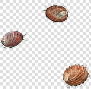 Cockle  HD Png Download