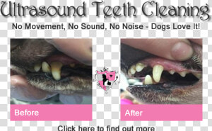 Ultrasound Dog Teeth Cleaning   Fang  HD Png Download