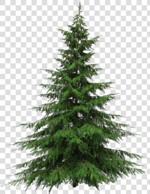 Artificial Christmas Tree Png Transparent Picture   Real Christmas Tree Transparent Background  Png Download