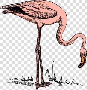 Wildlife flamingo water Bird   Flying Flamingo John Bercow  HD Png Download