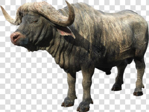 African Buffalo Png Background   Find Out Musk Ox  Transparent Png