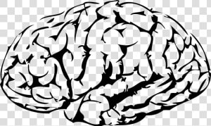 Brain Png Vector   Vector Brain Png  Transparent Png