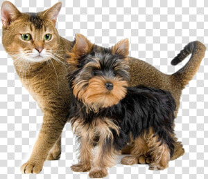  dog  perros  gatos  cat  mascotas   Yorkshire Terrier And Cat  HD Png Download