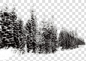 Clip Art Tree Winter Landscape Transprent   Winter Tree Snow Png  Transparent Png