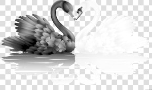 Transparent Goose Clipart Black And White   White And Black Swan  HD Png Download