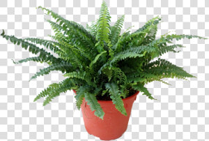 Flowerpot  HD Png Download