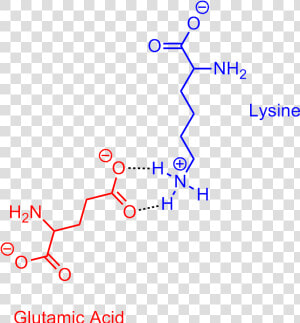 Glutamic Acid Lysine Salt Bridge   Lysine Aspartic Acid Salt Bridge  HD Png Download