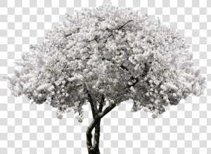 Nature  Tree  Blossom  Bloom  Cherry  Blossom  Spring   White Cherry Blossom Png  Transparent Png