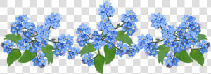 Flor No Me Olvides Png  Transparent Png