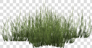 Green Seagrass   Grass   Seagrass Png  Transparent Png