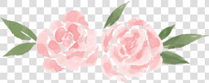 Yellow Roses Png   Png Download   Garden Roses  Transparent Png