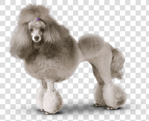 Groomed Poodle   Png Download   Groomed Poodle  Transparent Png