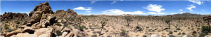 Joshua Tree Png  Transparent Png