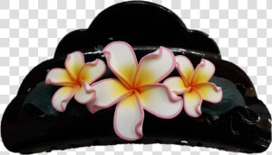 Jennibeans Hair Clip   Frangipani  HD Png Download