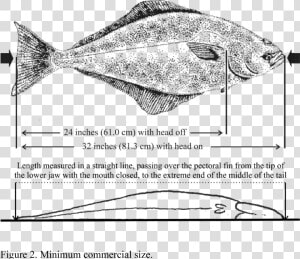 Transparent Fish Head Png   Proper Way To Measure A Halibut  Png Download