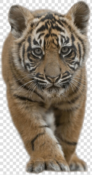 Baby Tiger   Tiger Cub Png  Transparent Png