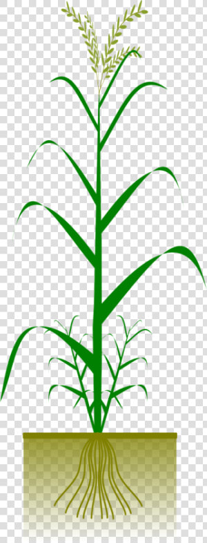 Cereal By Gsagri Science   Png Maize Plant  Transparent Png