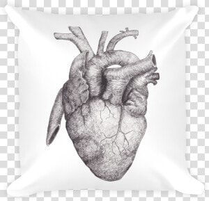 Transparent Anatomical Heart Png   Fall Of Hearts Cd  Png Download