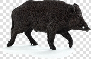 Wild Boar Pic Transparent  HD Png Download