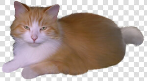 Cat Png Clipart   Кот На Прозрачном Фоне  Transparent Png