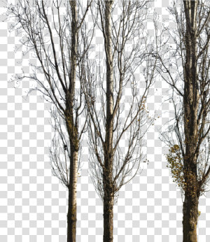 Populus Nigra Trees Png  Transparent Png