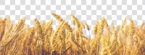 Wheat Field Png available For Anything And Anyone   Transparent Background Wheat Leaves Png  Png Download