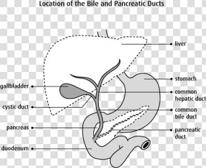 Digestive System Bile Duct  HD Png Download