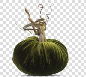 Figleaf Gourd  HD Png Download