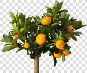 Citrus Ikea  HD Png Download