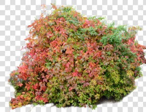 Transparent Bushes Png   Fall Bush Transparent  Png Download