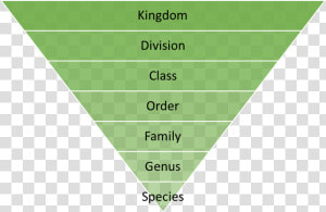 Sports Development Continuum Pyramid  HD Png Download