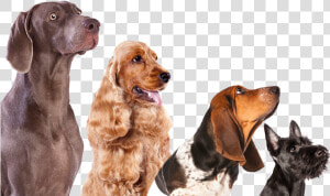 Clip Art Large Dogs List Of   Book Dogs Transparent Background  HD Png Download