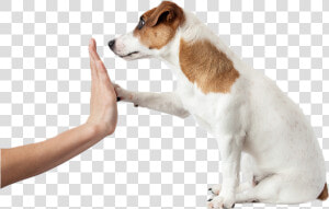 Image   Rewarding A Dog  HD Png Download