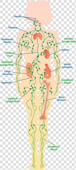 Diagram Of The Lymph System   Lymph Nodes In Legs  HD Png Download