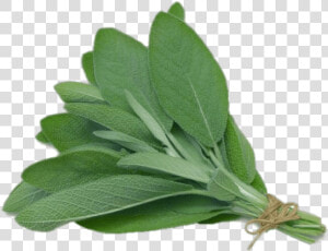 Sage   Herb Sage  HD Png Download