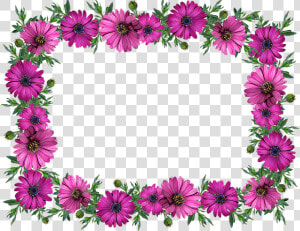 Frame  Border  Daisies  Decoration  Label   Kwiaty Gify Bez Tła  HD Png Download