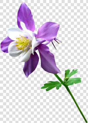 Columbine   Columbine Flower Transparent Background  HD Png Download