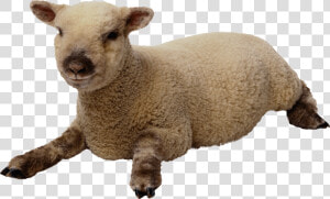 Sheep Png Background   Sheep Transparent Background  Png Download