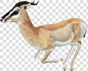 Download Gazelle Png Free Download   Gazelle Png  Transparent Png