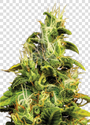 Ak47 Feminized Seeds   Houseplant  HD Png Download