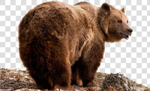 Grizzly Bear Png   Brown Bear  Transparent Png