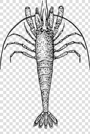 Shrimp   Zooplankton Clipart Black And White  HD Png Download