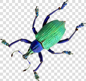 Beetle Png Transparent Image   Weevil  Png Download