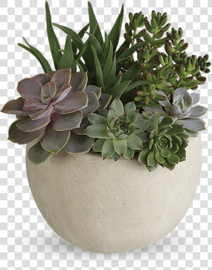 Transparent Desert Plants Png   Green Succulents  Png Download