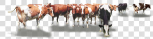 Calf Vector Cow Indian   Cow Herd Png  Transparent Png